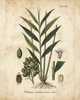 Cardamom