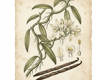 Vanilla