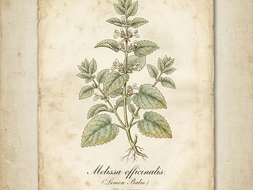Lemon Balm