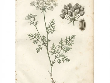 Anise