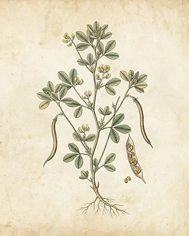 Fenugreek