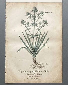Eryngo