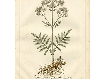 Valerian