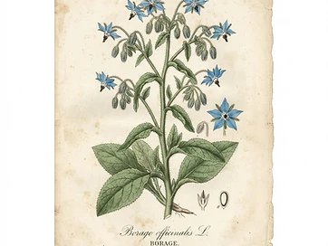 Borage