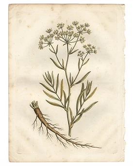 Bupleurum