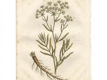 Bupleurum