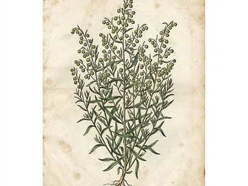 Tarragon