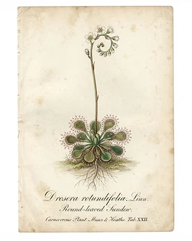Sundew