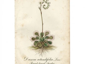 Sundew