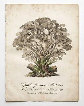 Maitake