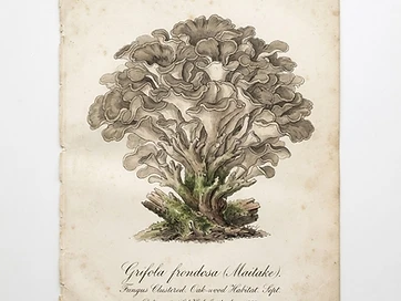 Maitake