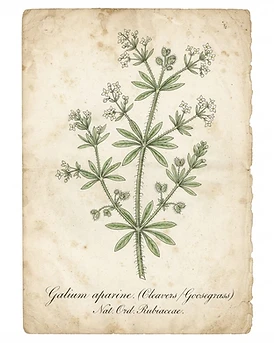 Cleavers