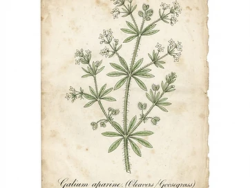 Cleavers