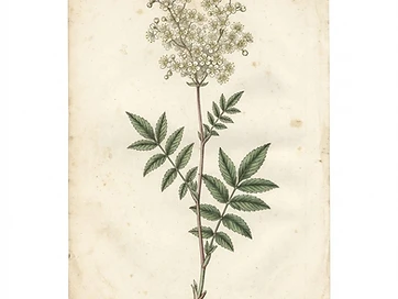 Meadowsweet