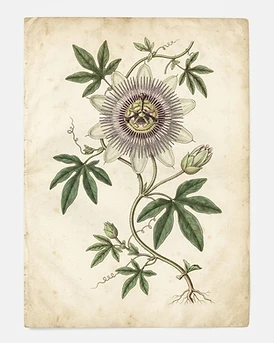 Passionflower