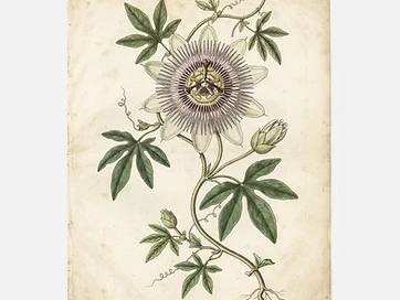 Passionflower