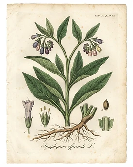 Comfrey