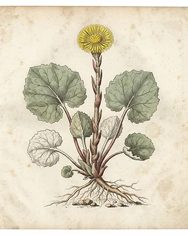 Coltsfoot