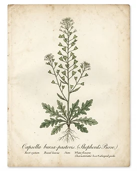 Shepherd's Purse