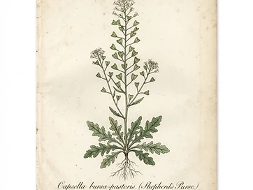 Shepherd's Purse