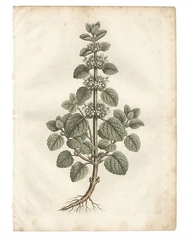 Horehound
