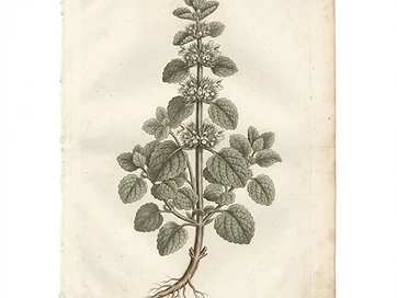 Horehound