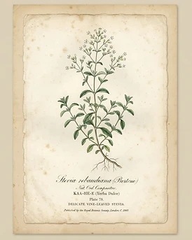 Stevia
