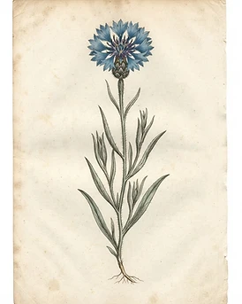Cornflower