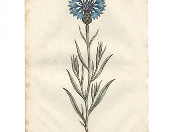 Cornflower