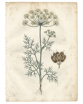 Dill