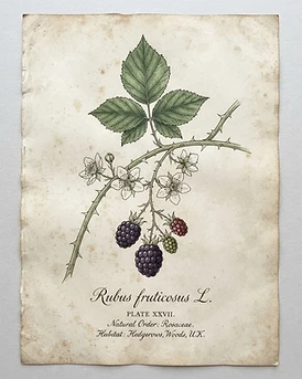 Blackberry Leaf