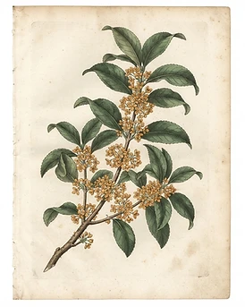 Osmanthus