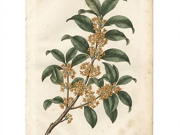 Osmanthus
