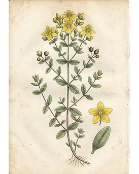St. John's Wort