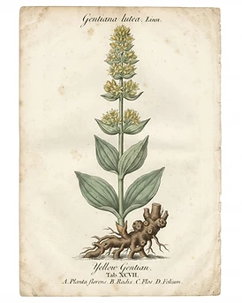 Gentian