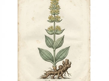 Gentian
