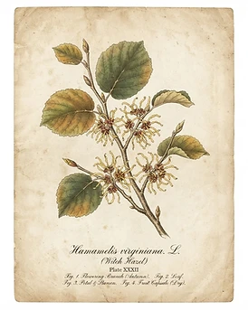 Witch Hazel
