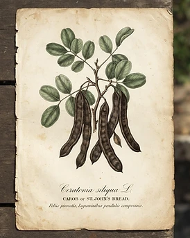 Carob