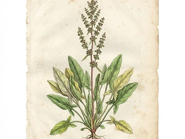 Sorrel