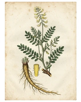 Astragalus
