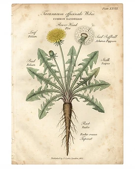 Dandelion