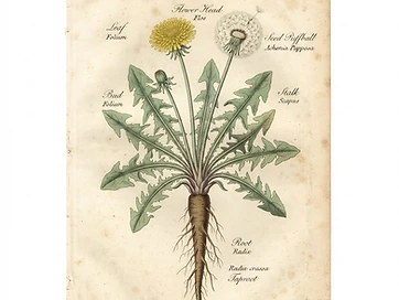 Dandelion