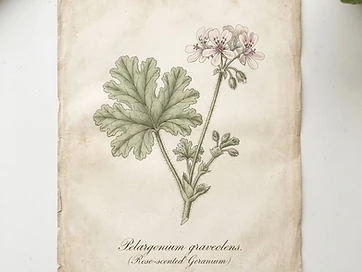 Rose Geranium