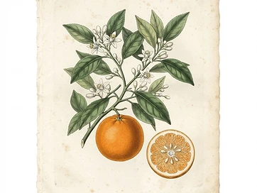 Orange Peel