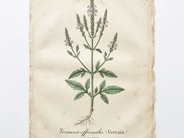 Vervain