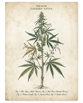 Cannabis