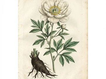 White Peony