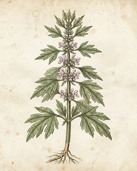 Motherwort