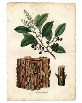 Pygeum
