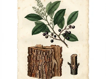 Pygeum